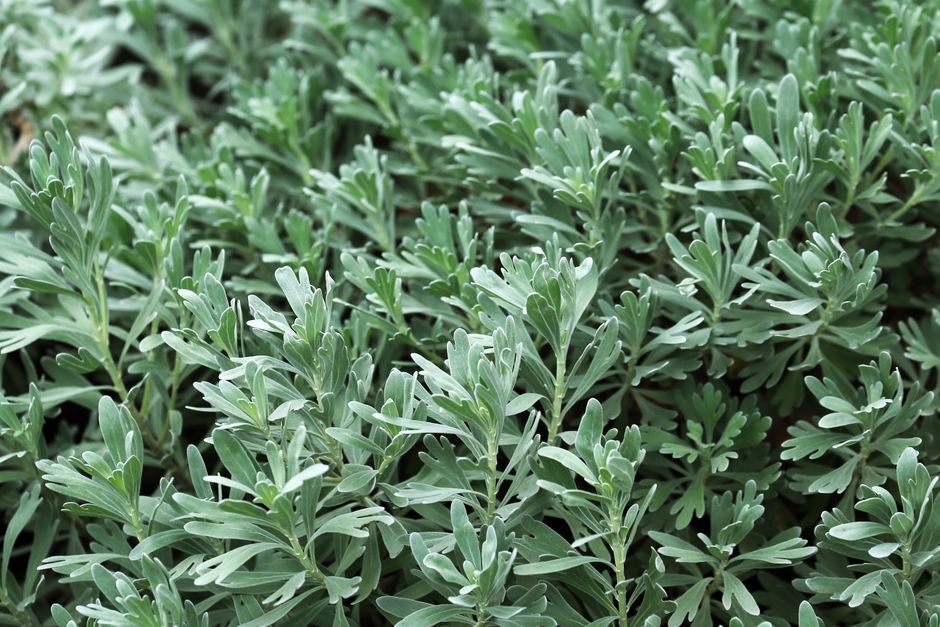 Close-up view of lush, green foliage consisting of densely packed, elongated, and slightly serrated leaves with a soft grey-green hue, covering the ground. The leaves appear healthy and vibrant, with a matte finish and a subtle texture. The scene is evenly lit with natural daylight, highlighting the uniformity and richness of the plant's foliage. This greenery could be part of a garden landscape or ground cover, often found in residential or outdoor environments. The dense arrangement of foliage is indicative of a well-maintained plant display, suitable for use in home gardens or outdoor spaces during house relocations or property modifications. As part of a house removal process, this type of greenery might be featured in the exterior surroundings, showing the importance of careful planning in moving or landscaping efforts, often coordinated by professionals like Man with Van Wormwood Scrubs.